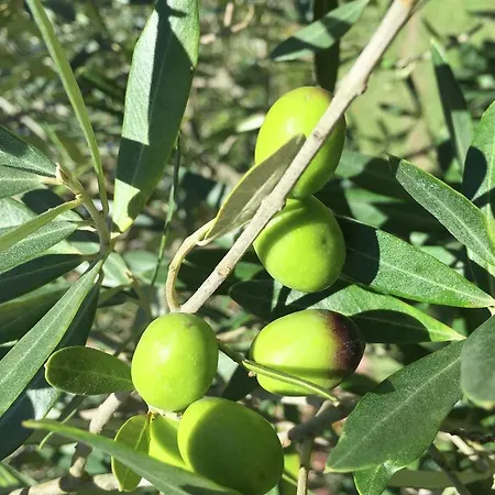 Il Tulipano Proceno